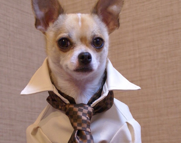 world-best-dressed-dog-1