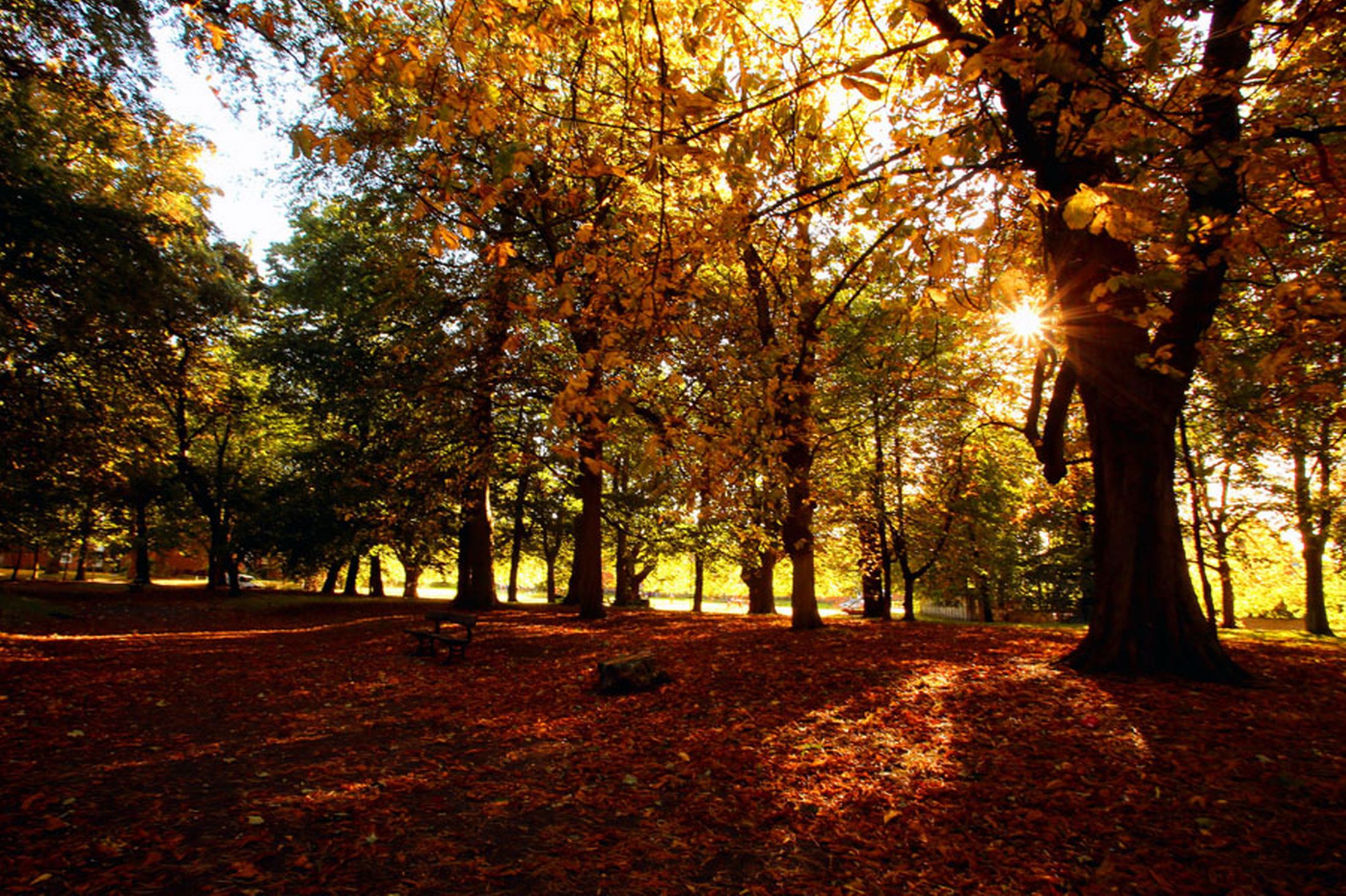 Sunshine-casts-shadows-from-the-trees-in-Sefton-Park-Liverpool-10th-October-2641157