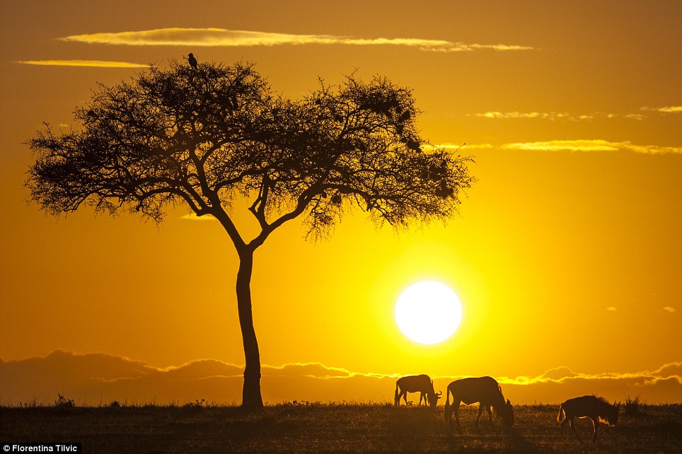 Kenya Masai Mara'da gün doğuyor, hayvanlar sabah kahvaltısı yapıyor!